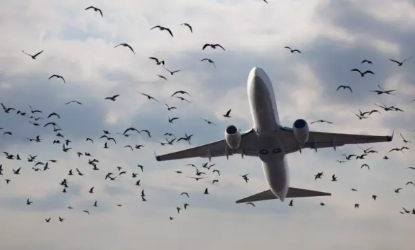 Стая птиц напала на самолет при вылете из Внуково