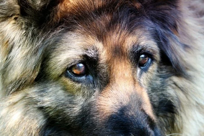 Очередное захоронение собак обнаружено за Кольским мостом в Мурманске