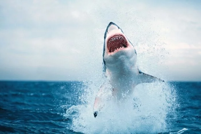 После попытки поймать акулу с лассо житель Австралии попал в больницу