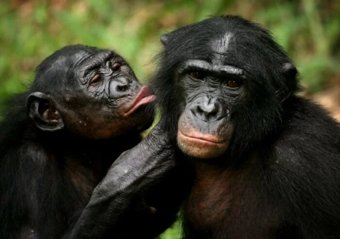 Ученые определили, какой вид обезьян может считаться предком человека?