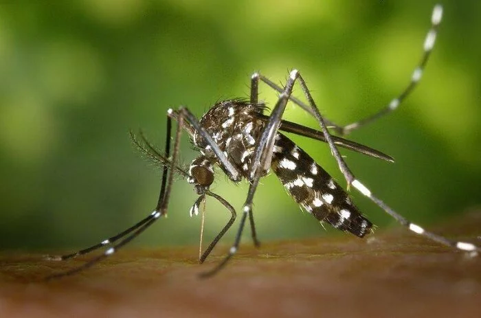 Ученые уверены, что скоро комары будут испытывать отвращение к людям