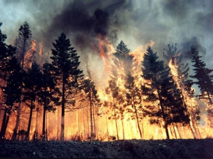 В Сибири пострадавшим от лесных пожаров выделят 143 миллиона рублей