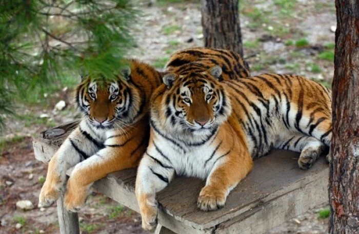 Выпущенные на волю Путиным амурские тигры дали потомство
