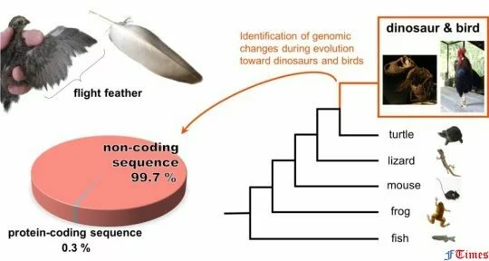 У птиц идентифицированы генетические последовательности от динозавров