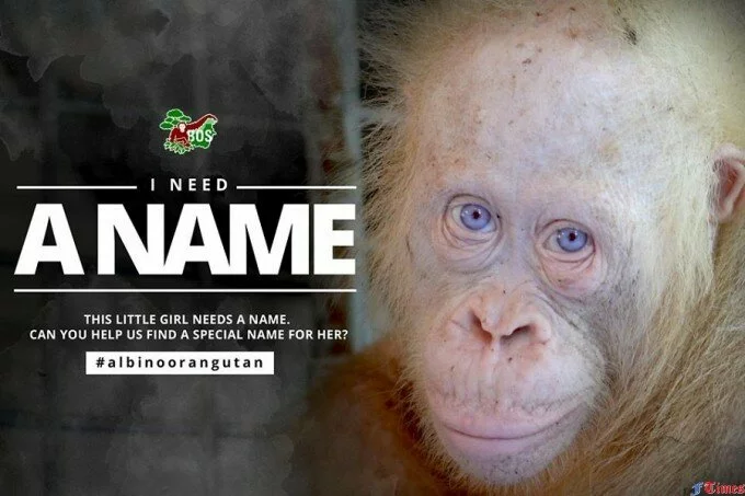 Ученые ищут имя для молодого орангутанга-альбиноса