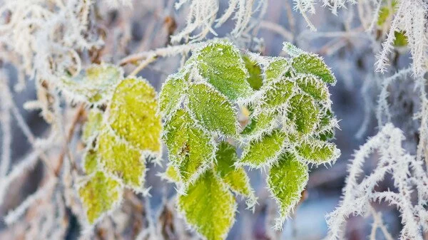 В Челябинской области ожидается дождь и мороз