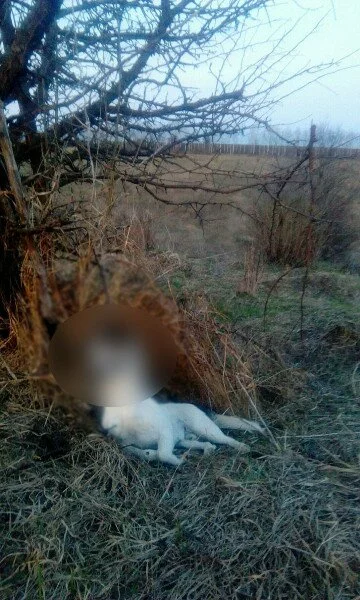В Елецком районе живодер убил собаку и выколол ей глаза