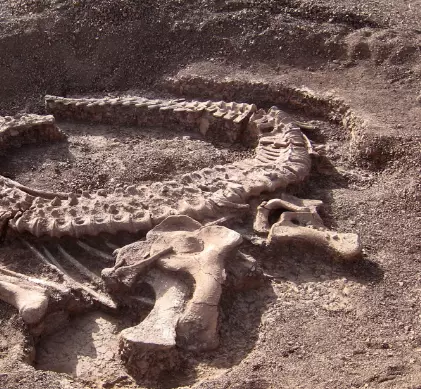 В Красноярске обнаружены останки неизвестного животного Юрского периода