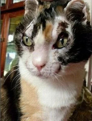 В Шексне кошка спасла семью от пожара
