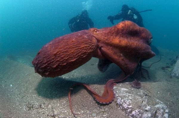 Во Владивостоке из океанариума сбежал гигантский осьминог