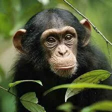 Американские биологи развеяли миф о сверхъестественной силе шимпанзе