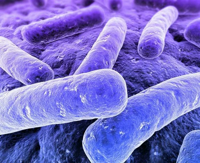 Биологи раскрыли секрет размножения туберкулезной палочки