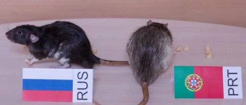 Крысы-оракулы сделали прогноз на матч Россия-Португалия