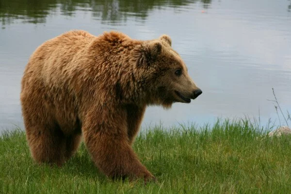На Камчатке медведь напал на мужчину, отдыхавшего на природе