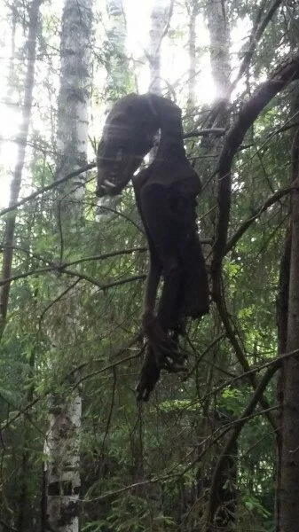 Повешенную на дереве чупакабру нашли в Таганроге