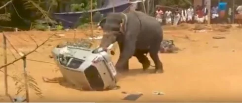 Разъяренный слон устроил погром на фестивале в Индии