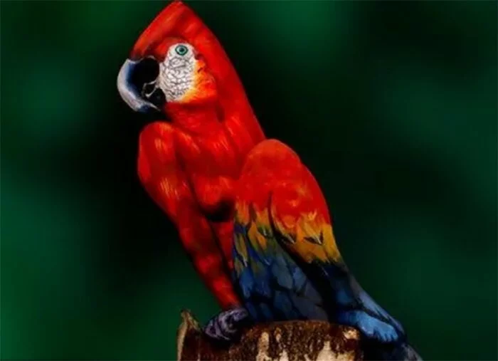 Что вы видите на этом изображении? Оптическая иллюзия с попугаем разлетелась по Интернету!