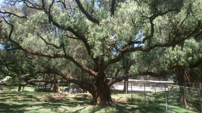 Мэр приказал срубить 30-летнее дерево. Кто бы мог подумать, что его ждет ТАКАЯ месть!