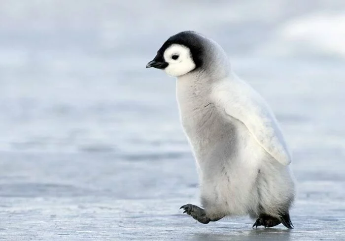 Пингвиненок - новая звезда интернета умер, не успев родиться