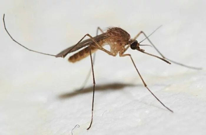 Свет подавляет у комаров желание кусать человека - учёные