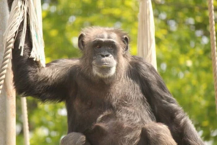 Ученые: Люди влияют на культуру питания шимпанзе