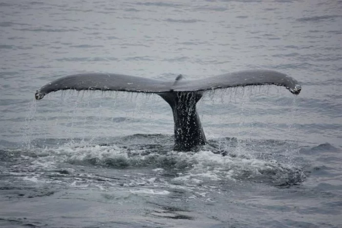 Ученые: Развитие популяции китов определяется по их размеру