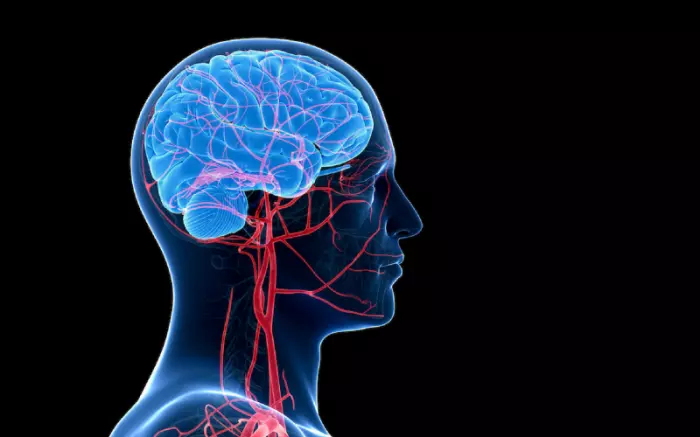 Ученые создали революционное лекарство для защиты мозга и ЦНС