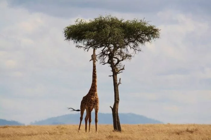 Ученые: Жирафы чаще других животных погибают от удара молнии