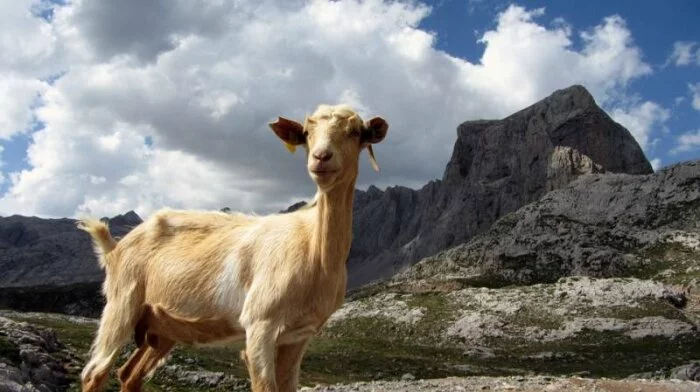 В Екатеринбурге учёные получат 2 миллиона рублей на выведение огурцов и разведение коз