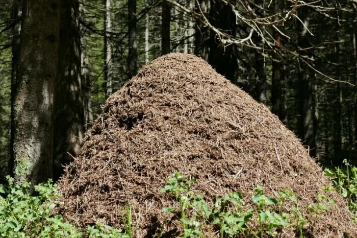 В Прикамье отшельник убил пенсионера и закопал тело под муравейником в лесу
