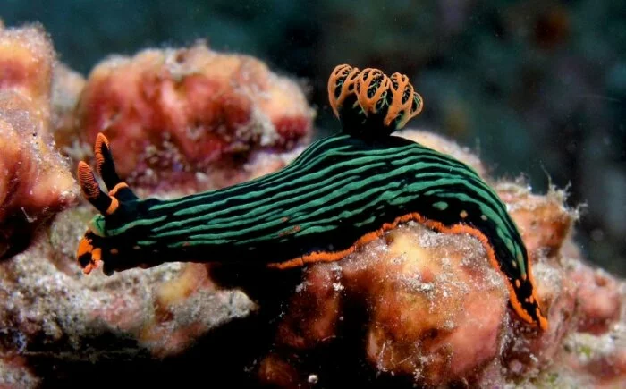В США нейрологи реорганизовали мозги морских моллюсков