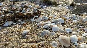 Ученые: Хищные моллюски помогали жертвам эволюционировать