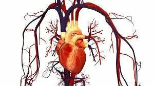 Ученые обнаружили связь между интимной жизнью и болезнями сердца