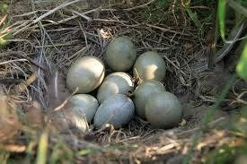 Ученые поняли, от чего зависит форма яйца птиц