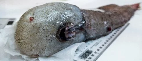 Ученые выловили у берегов Австралии рыбу «без лица»