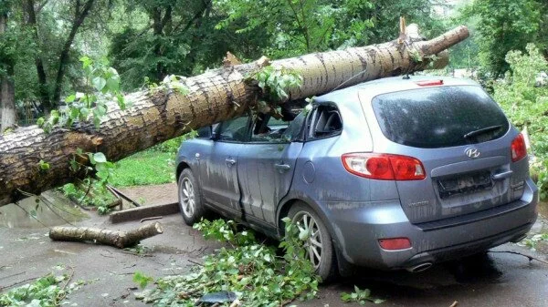 В Красноярске женщину и ее 10-летнего сына, сидевших в машине, завалило деревом