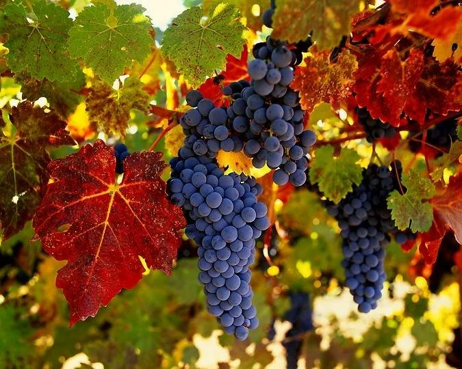 В Крым не пропустили 235 тысяч итальянских саженцев винограда