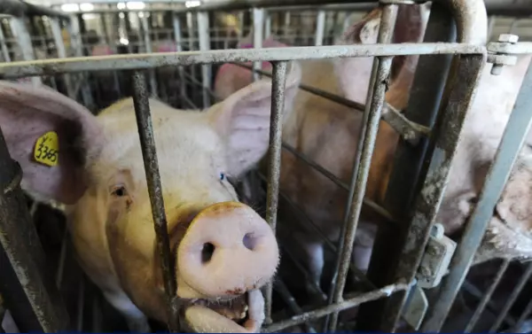 В Мексике фермер скончался после того, как свинья откусила ему гениталии