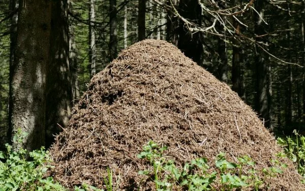 В Прикамье отшельник убил грибника и зарыл труп в муравейник