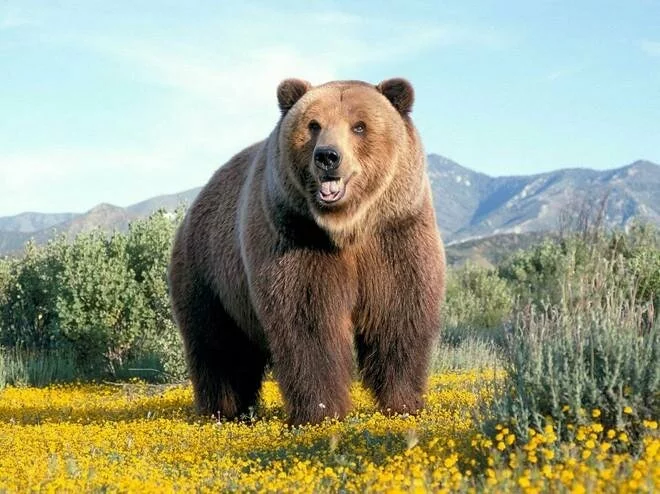 На Таймыре дикий медведь загрыз шестилетнего мальчика