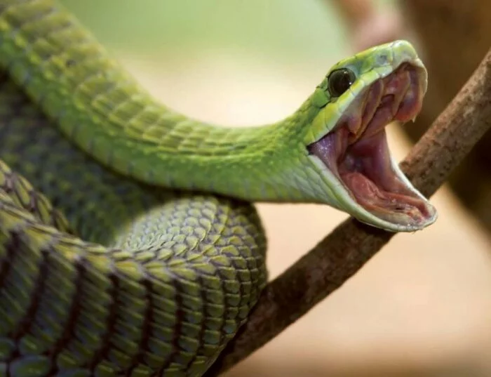Ученый записал в “Дневник смерти” ощущения от укуса змеи