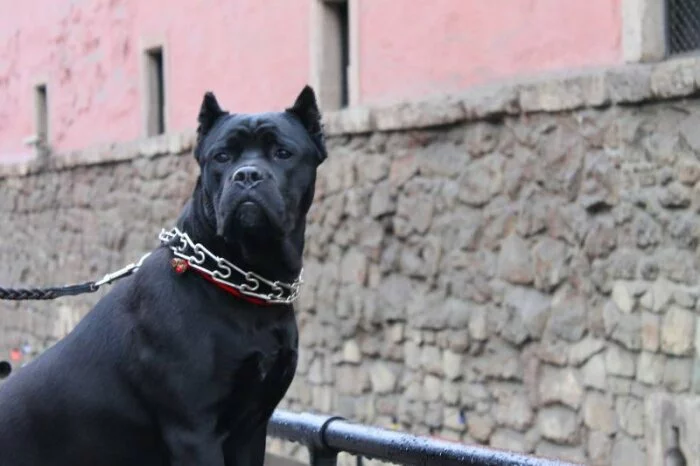 В Москве усыпили пса породы кане-корсо, загрызшего своего хозяина