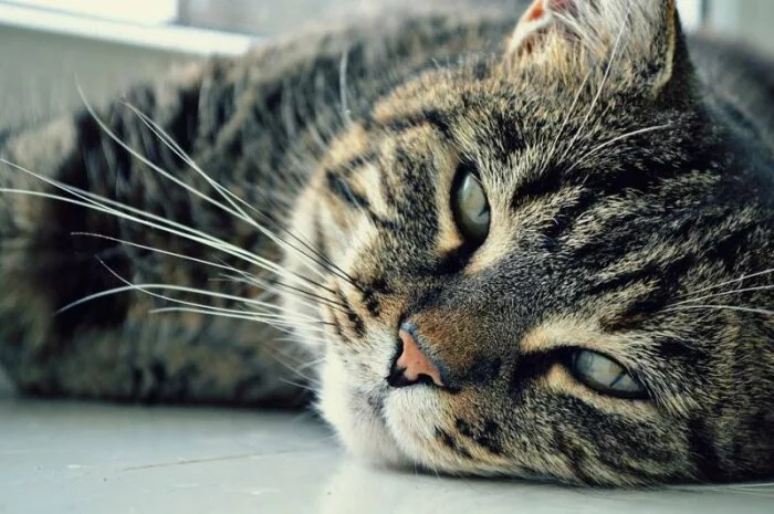 В Великобритании в возрасте 32 лет умер самый старый в мире кот по кличке Натмег