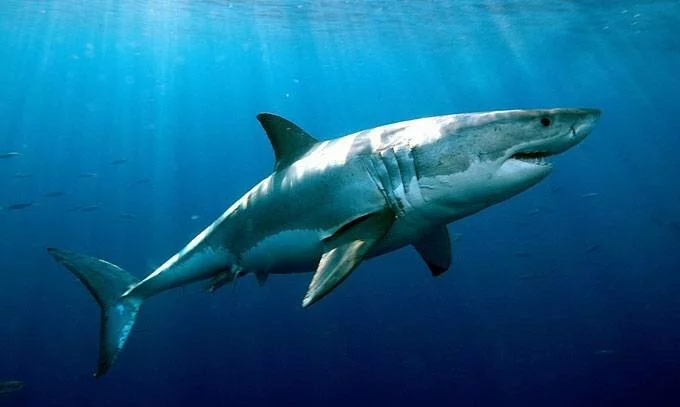Ученый: Ранее исследователи сильно недооценивали срок жизни акул