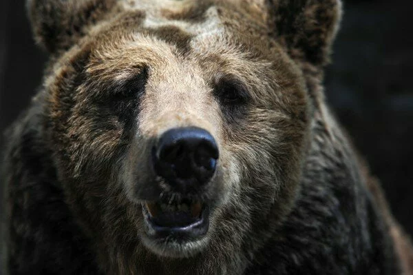В Красноярском крае медведь загрыз ребенка