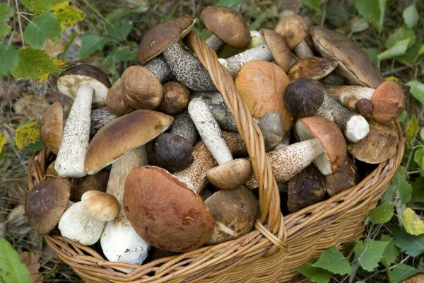 В лесу Ленинградской области обнаружено тело 81-летнего грибника