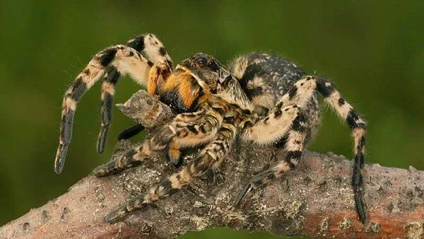 Ядовитый тарантул поселился в жилом многоквартирном доме в Воронеже