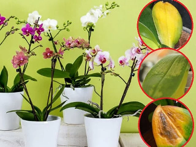 6 причин, по которым желтеют и морщатся листья орхидеи, и решение проблемы
