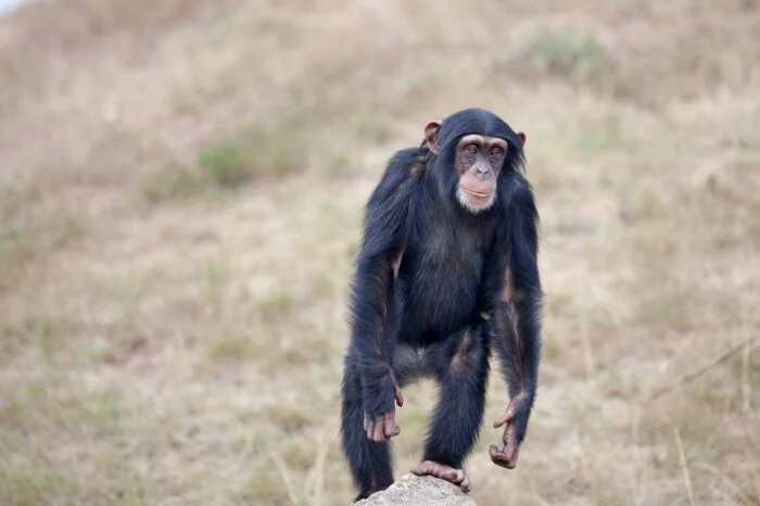 Британские и американские ученые подтвердили наличие личности у шимпанзе