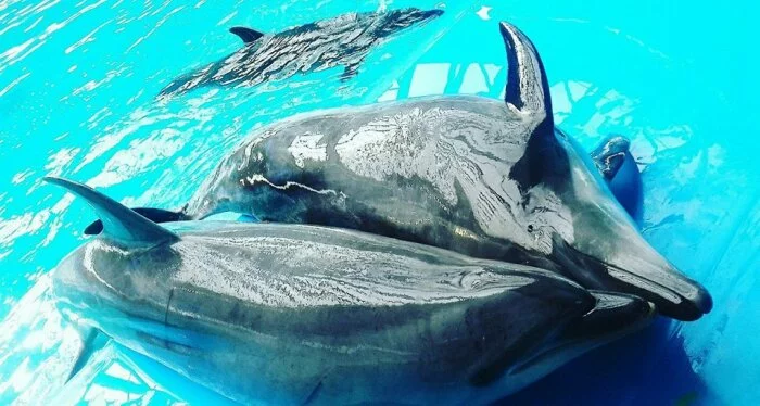«Даже стулья разобрали»: в Киеве закрыли известный дельфинарий «Немо»